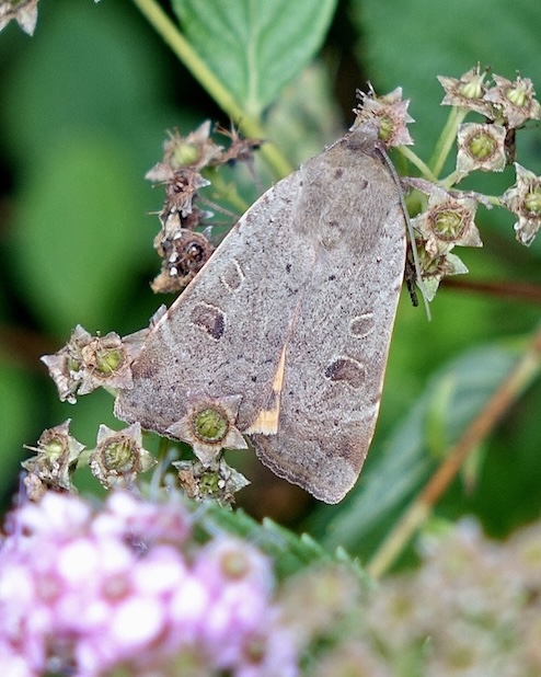 lesser yellow underwing